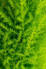 Green Hood
