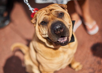 A beautiful golden shar pei sharpei dog on a lead in the warm summer sunlight, shot with a shallow...