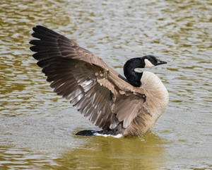 Canada Goose Stretching its wings