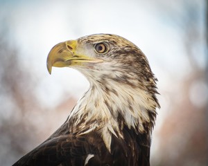 Portrait of a Young Bald Eagle