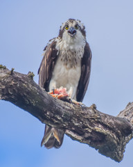 Osprey Eating a Fish in a Tree