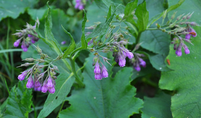 In the meadow, the common comfrey (Symphytum officinale) is blooming