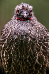 Bird photographed in Santa Teresa, Espirito Santo. Southeast of Brazil. Atlantic Forest Biome. Picture made in 2013.