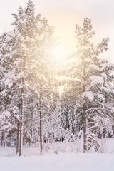 Sun shining through tree tops. Heavy snow on branches. Winter forest. Tromso, Norway.