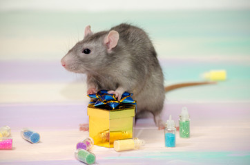 Gray cute funny festive rat on a rainbow background with a golden gift box with a bow and bottles, concept for a holiday card with a copyspace