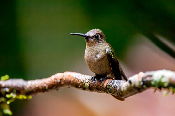 Bird photographed in Santa Teresa, Espirito Santo. Southeast of Brazil. Atlantic Forest Biome. Picture made in 2013.