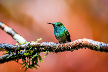 Bird photographed in Santa Teresa, Espirito Santo. Southeast of Brazil. Atlantic Forest Biome. Picture made in 2013.