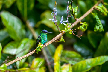 Bird photographed in Santa Teresa, Espirito Santo. Southeast of Brazil. Atlantic Forest Biome. Picture made in 2013.