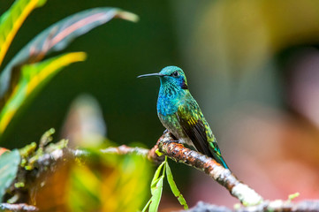 Bird photographed in Santa Teresa, Espirito Santo. Southeast of Brazil. Atlantic Forest Biome. Picture made in 2013.