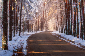 Winter woodland background with bright sunshine