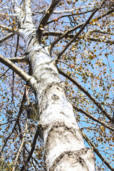 Fototapeta premium Birke im Winter. Blauer Himmel im Hintergrund