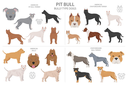 Pitbull terrier varieties_1