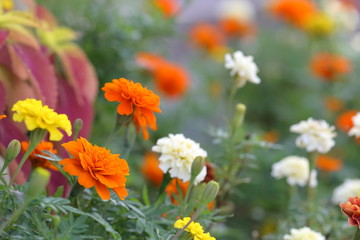 マリーゴールド　キンセンカ