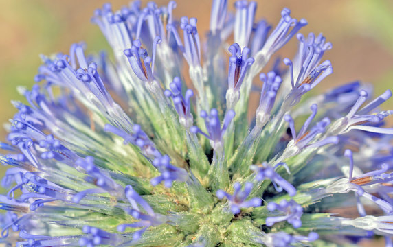 Globe thistle (Echinops) flower macro