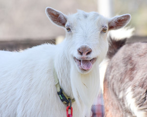 Smiling Happy White Goat