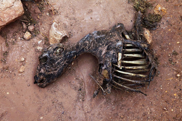 The remains of a dead animal in the desert