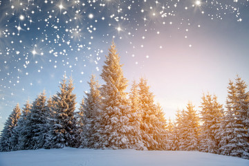 Majestic winter landscape with snowy fir trees.  Winter postcard.