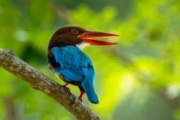 White-throated kingfisher