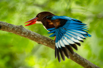 White-throated kingfisher