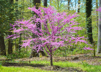 Eastern Redbud tree in bloom - Powered by Adobe