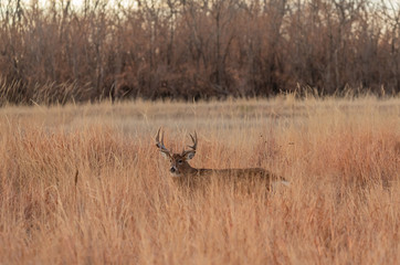 Whitetail Deer Buck in Tall Grass in the Fall Rut