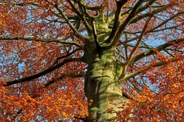Big old beech tree with colorful leaves in autumn - obrazy, fototapety, plakaty