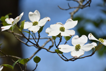 Dogwood Blossoms