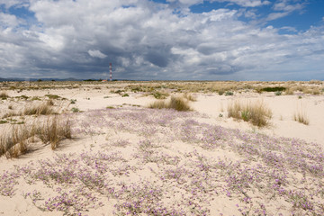 the Ria Formosa Natural Park, Armona Island, Algarve, Portugal