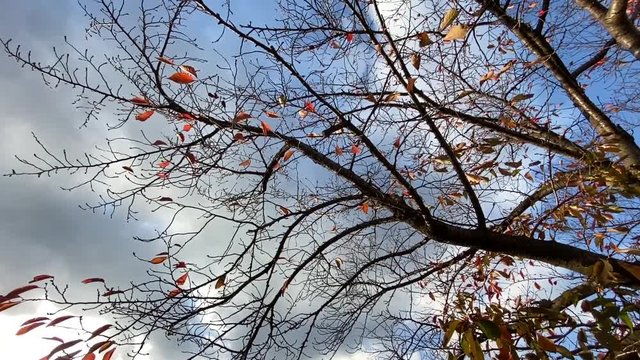 風に揺れる紅葉 見上げる 桜並木 桜 初冬 フィックス B-roll 桜紅葉_v13_00498(IMG_4874_4_MOV)