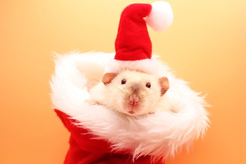 White rat in the Christmas . The concept of the New year 2020. Happy New Year.