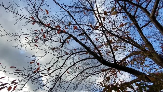 風に揺れる紅葉 見上げる 桜並木 桜 初冬 フィックス スロー B-roll 桜紅葉_v11_00496(IMG_4874_2_MOV)