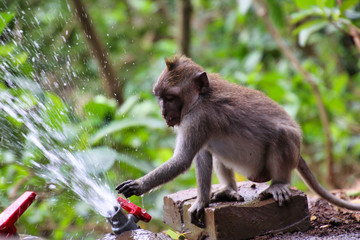 monkey playing with water