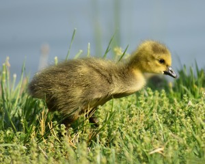 Gosling Exploring