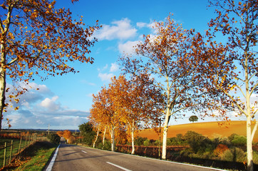autumn road at south of Portugal