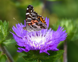 Painted Lady Butterfly on Purple Stokes Aster
