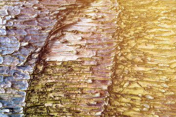 close-up of an pine tree's bark, nature