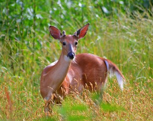 Young Buck strikes a pose