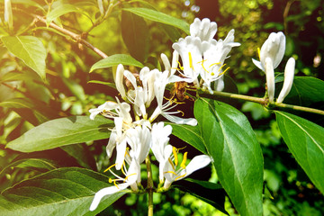 White flowers Lonicera japonica Caprifolium perfoliate honeysuckle on blurred green background,...
