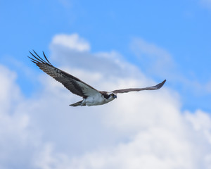 Osprey Soaring in the Clouds