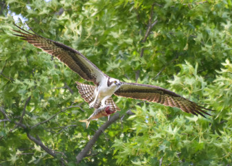 Osprey with a Fresh Fish