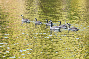 Fototapeta premium Flock of Canada geese swimming in a sunlight lake in ontario canada