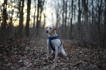 Portrait of a blond labrador retriever dog looking at the camera with a big smile isolated on a white background