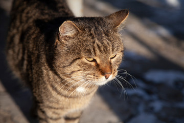 Naklejka na ściany i meble cat on the street in winter, with big gray-green eyes.