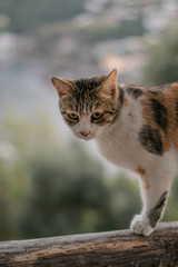 Gato mirando a la cámara