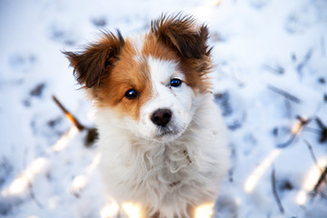 white little sad dog, waiting for his master, a faithful friend of the dog.