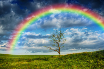 Fototapeta premium rainbow over the field. picturesque field
