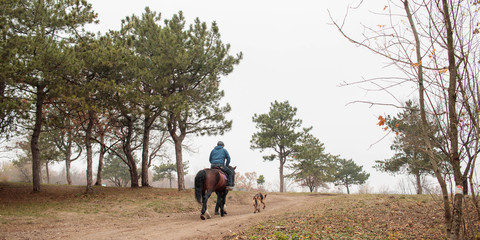 Fototapeta premium horse ride in the foggy autumn forest