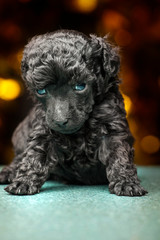 puppy portrait gold bokeh dark background 