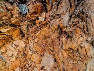 Rough old tree wood background. Wood texture.