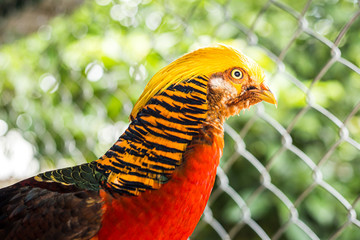 Colorful Male Pheasant